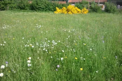 Prairie