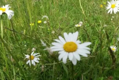 Marguerites jigsaw puzzle
