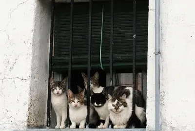 REUNION DE GATOS