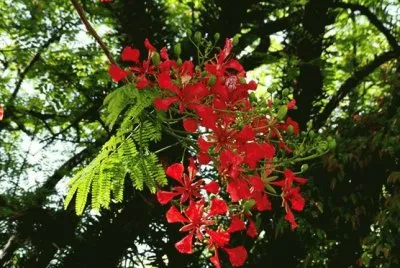 flores