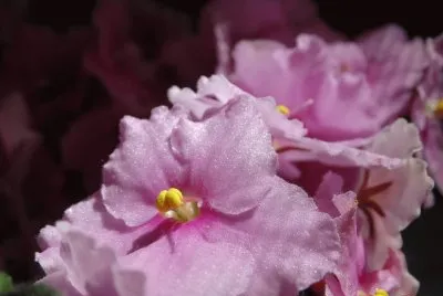 flores