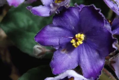 flores