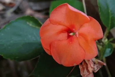 flores