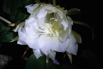 flores