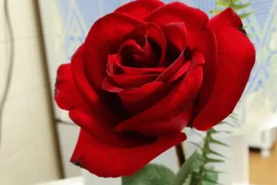 rosa