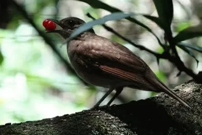 PÃ¡ssaro