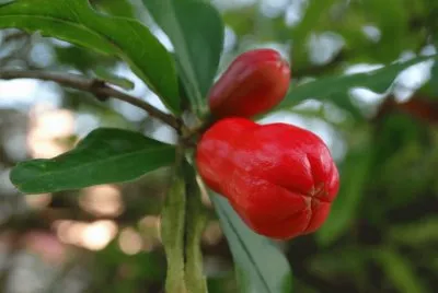 Flores