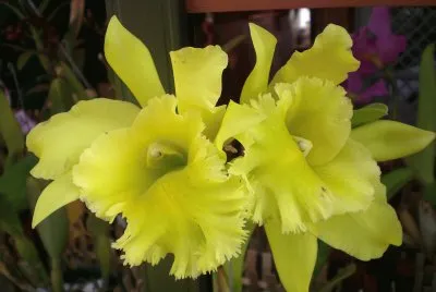 Orquideas 2 jigsaw puzzle