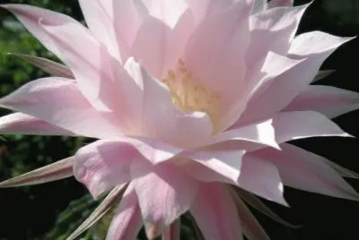 cactus jigsaw puzzle