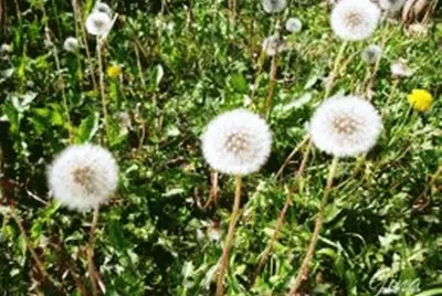 Semente Dente de LeÃ£o