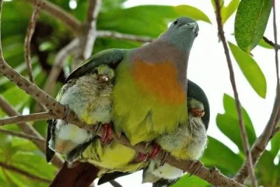 paloma y crias