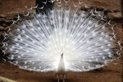 פאזל של pavo real albino
