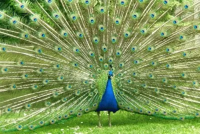 pavo real azul