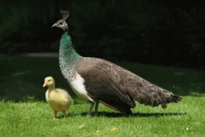 pavo real y pato