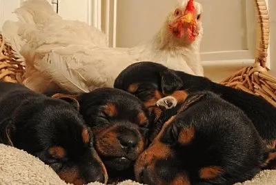 gallina y perros
