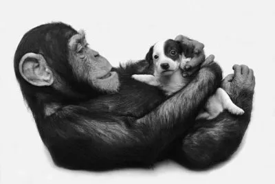 adopciones jigsaw puzzle