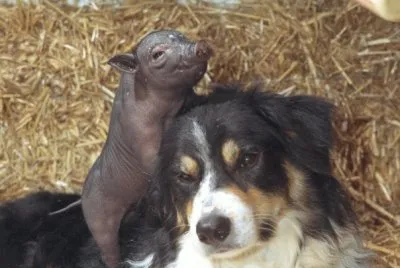 perro y cerdo