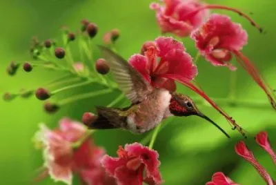 Colibri