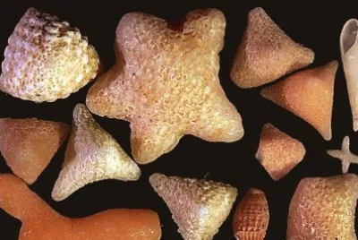 004å¹¾ä½•éœç‰©