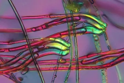 006å¹¾ä½•éœç‰©