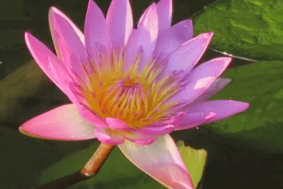 è“®èŠ±