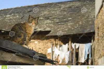 Gato en la azote