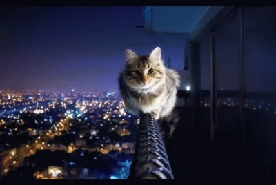 Un gato en peligro.