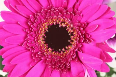 gerbera jigsaw puzzle