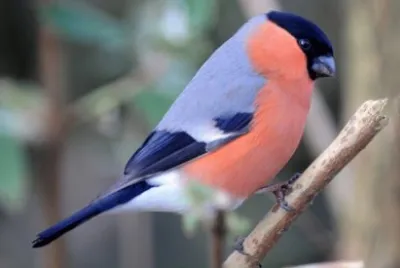 camachuelo