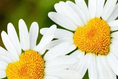 *** jigsaw puzzle