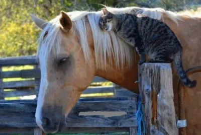 ## jigsaw puzzle