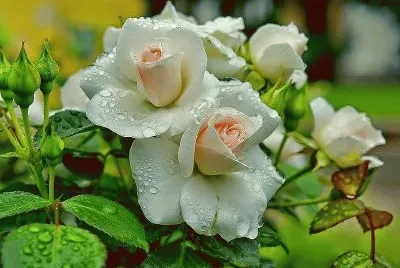 Â³Â£ jigsaw puzzle