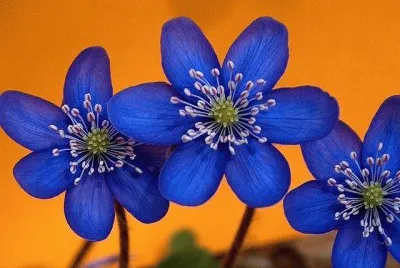 Orange Spring jigsaw puzzle