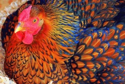 Eggs   Clucks