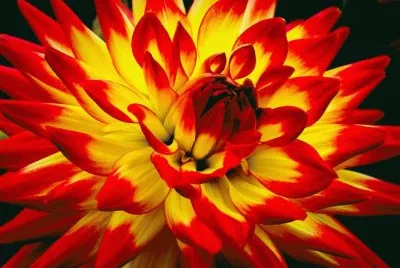 fleurs: dalhia jigsaw puzzle