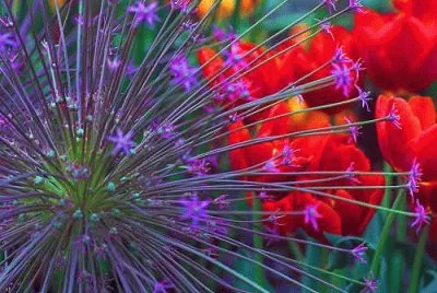 fleurs