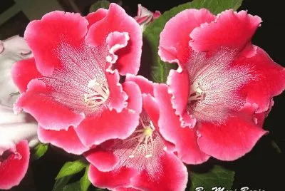 VIOLETAS