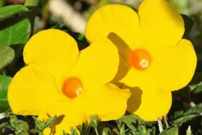 dipladenia jigsaw puzzle