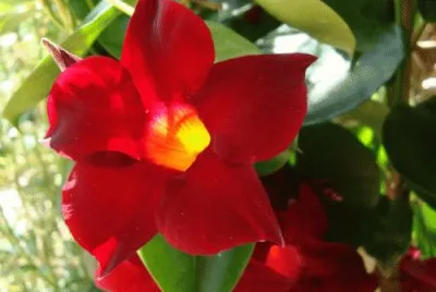 dipladenia