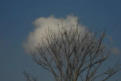 Copito de Nubes