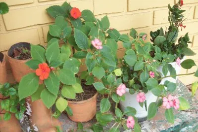 flores preferidas