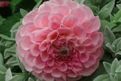 dahlia