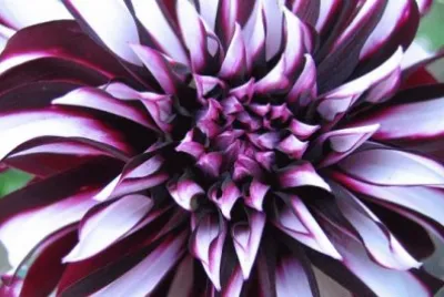 dahlia