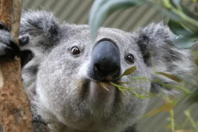 KOALA