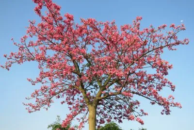 èŠ±