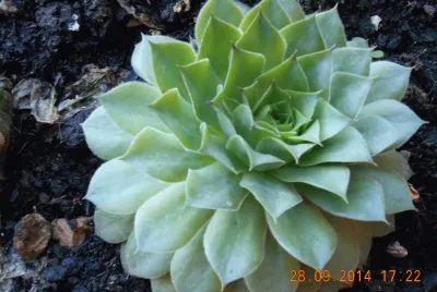 pianta grassa
