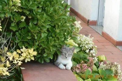 MICIO
