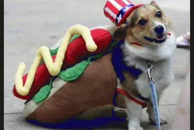 פאזל של perro disfrazado