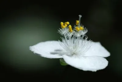 smallflower1