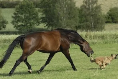 NO LE SAQUES... jigsaw puzzle